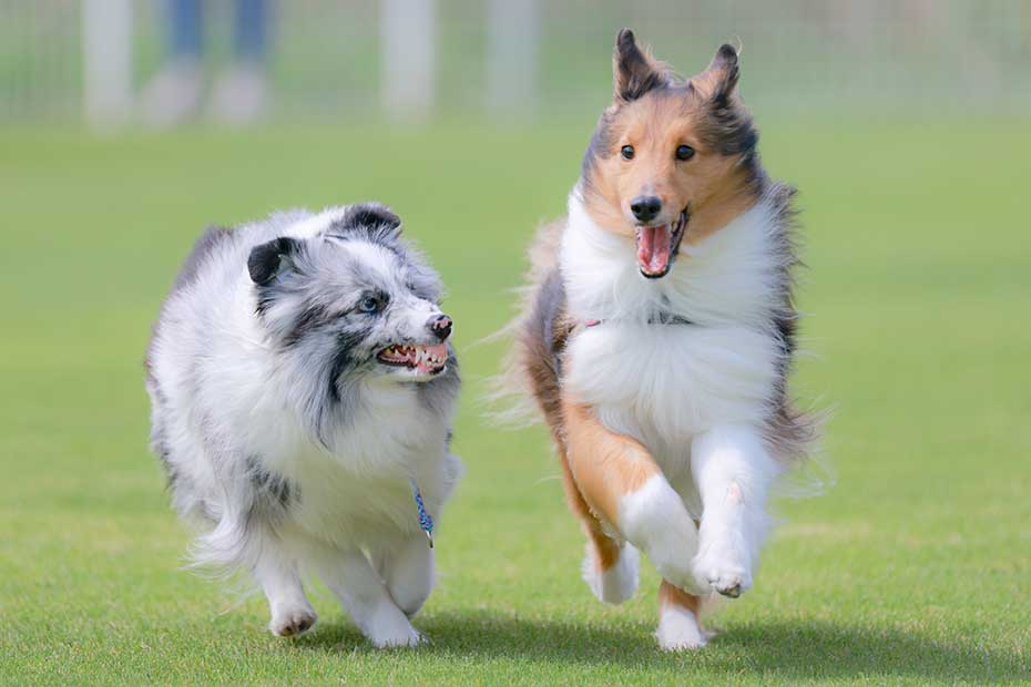 ペット